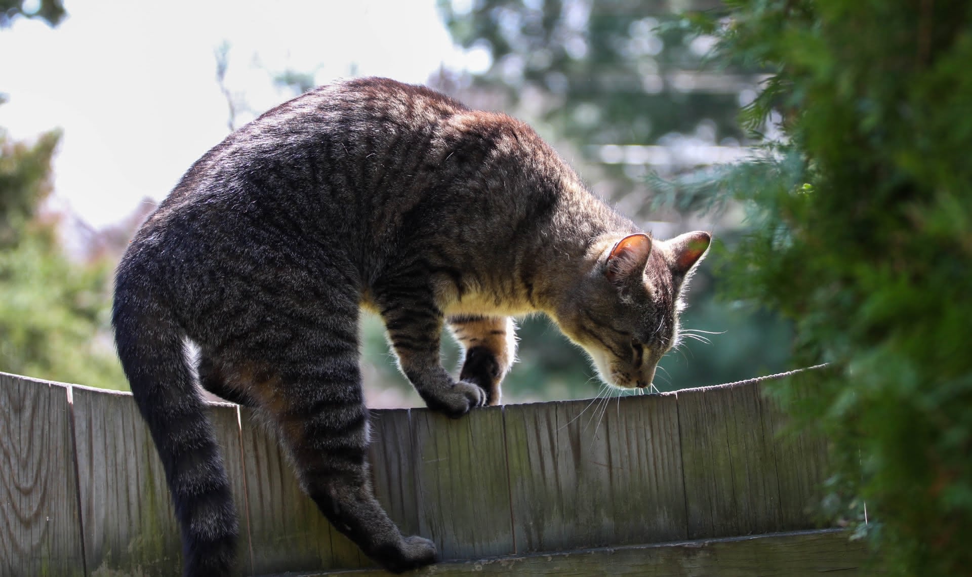 A smoky tiger barn cat arches atop the door of a wooden fence, paws held in a dynamic pose and nose cenimeters away from the wood where he takes in the scents. Sunlight catches his frame, illuminating his head and shoulders and gives a soft chiaroscuro to the scene.