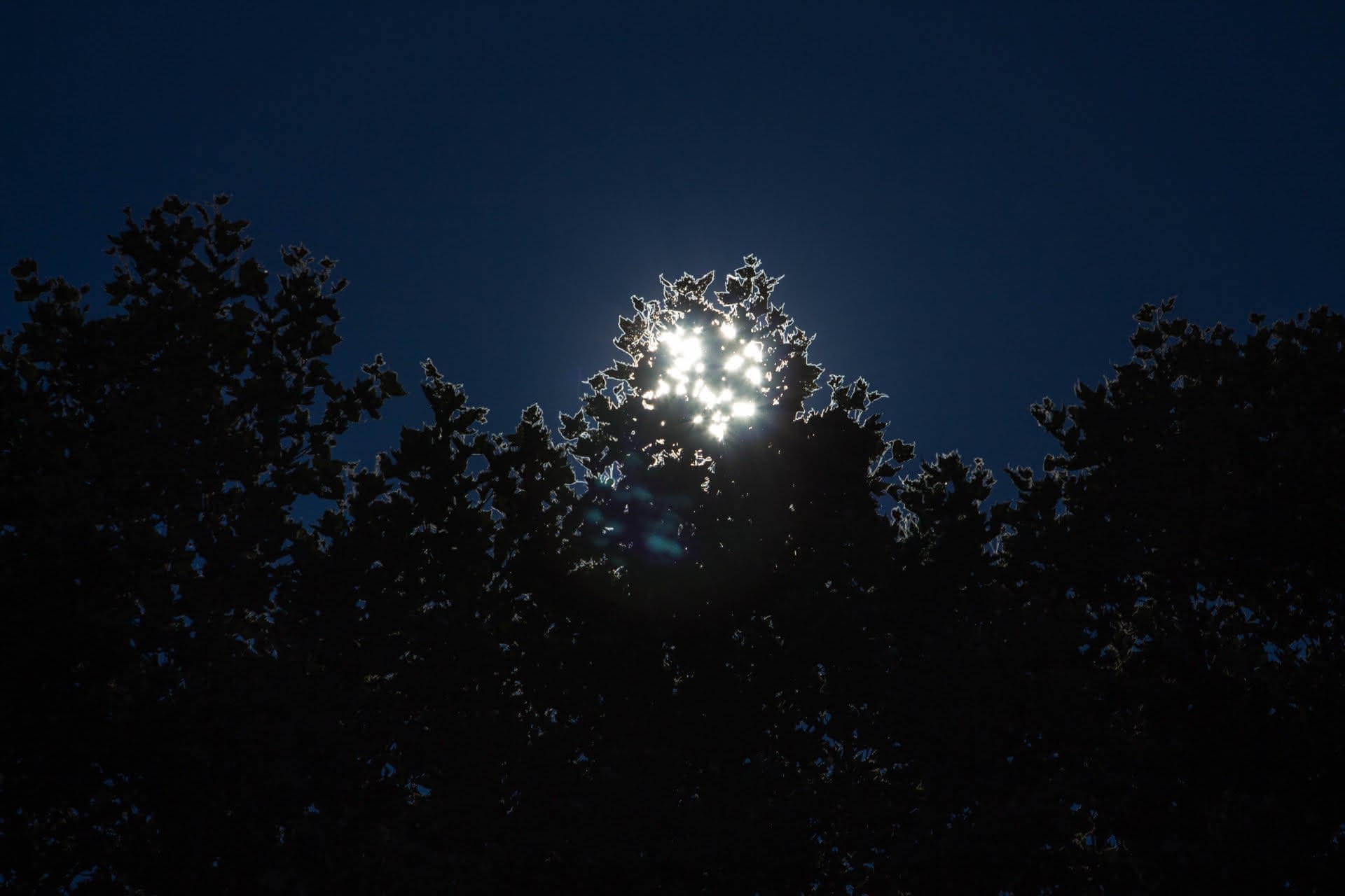 A navy-blue sky overtop the silhouettes of leafy treetops. The moon shines through the trees like a cluster of shining diamonds at the center of the shot, casting into sharp relief the edges of nearby leaves with a brilliant silver light.