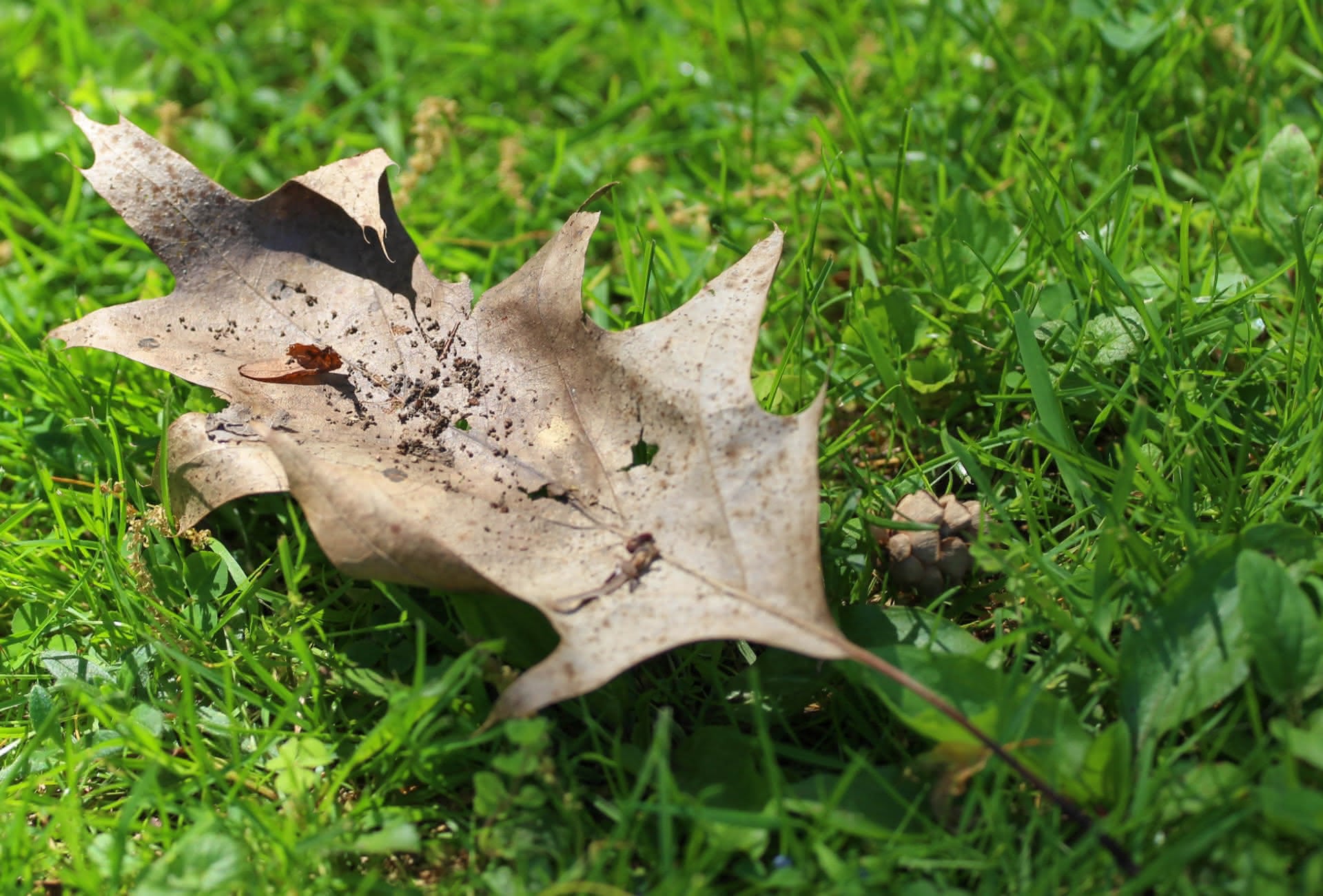 A dried brown leaf lies supported by bright green grass. Upon the leaf rests grains of earth and a small maple key, while below the leaf nestled into the grass sits a small pinecone.