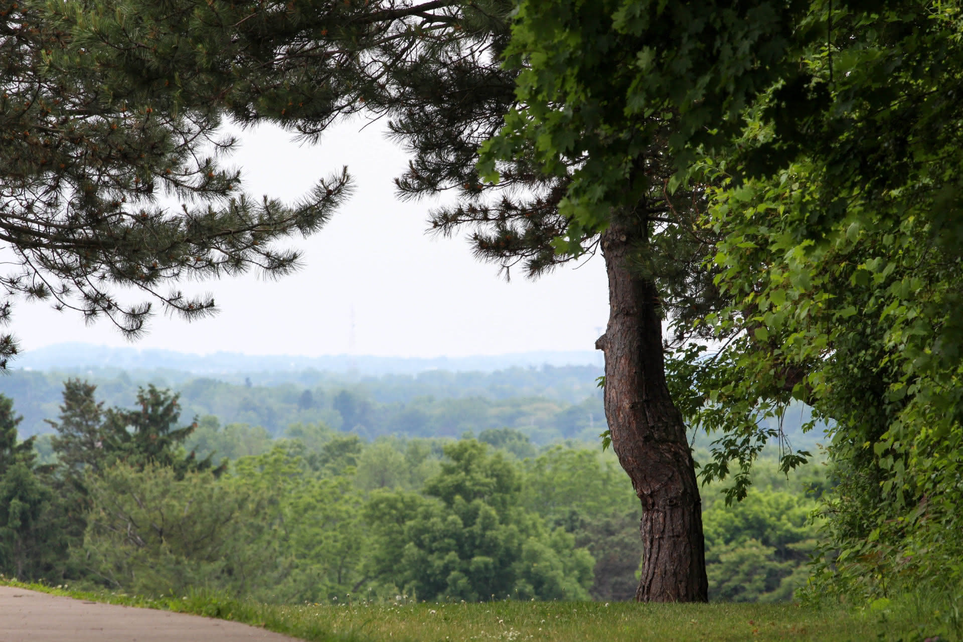 A view of a forest and foggy skyline from atop a grassy hillside, with a tree trunk and evergreen branches framing the scene.