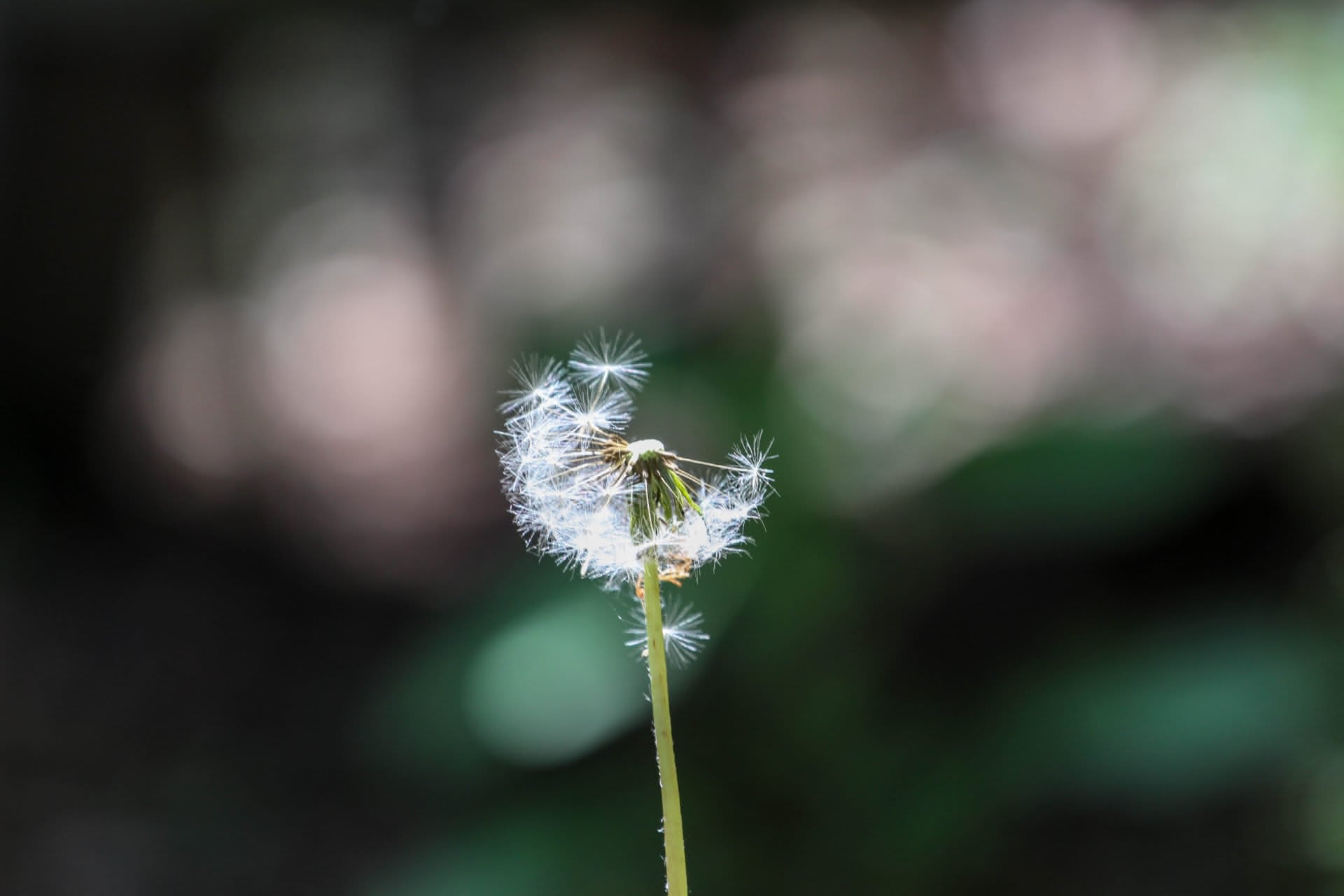 Blurred patches of white against a plant-green background, with a single gap. Inside the gap a single half-blown dandelion puff is caught in a sliver of razor-thin focus. The clean white of the feathered seeds contrasting against the play of warm greens and whites in the background.